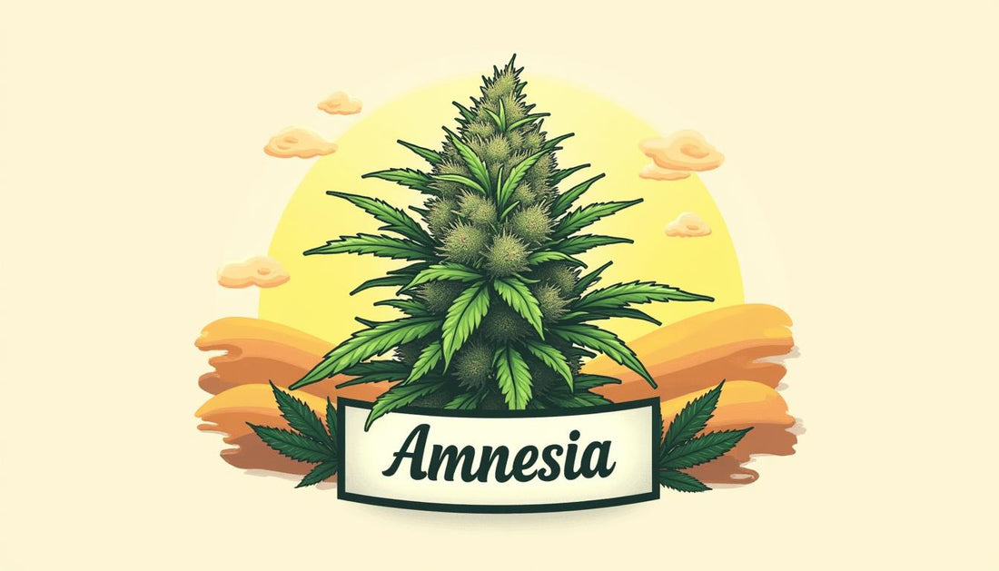 CBD AMNÉZIA MAFRENCHWEED LIGHT