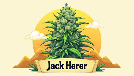 JACK HERER CBD MAFRENCHWEED SVETLO