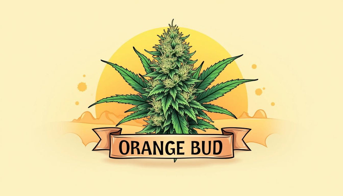 ORANGE BUD CBD MAFRENCHWEED SVETLO