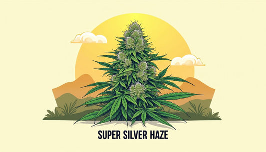 SUPER SILVER HAZE CBD MAFRENCHWEED SVETLO