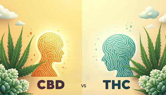 CBD vs. THC: Ako vám CBD pomôže zbaviť sa návyku na THC?