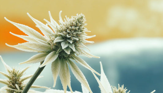 Trichomy v CBD: lepšia ochrana rastliny