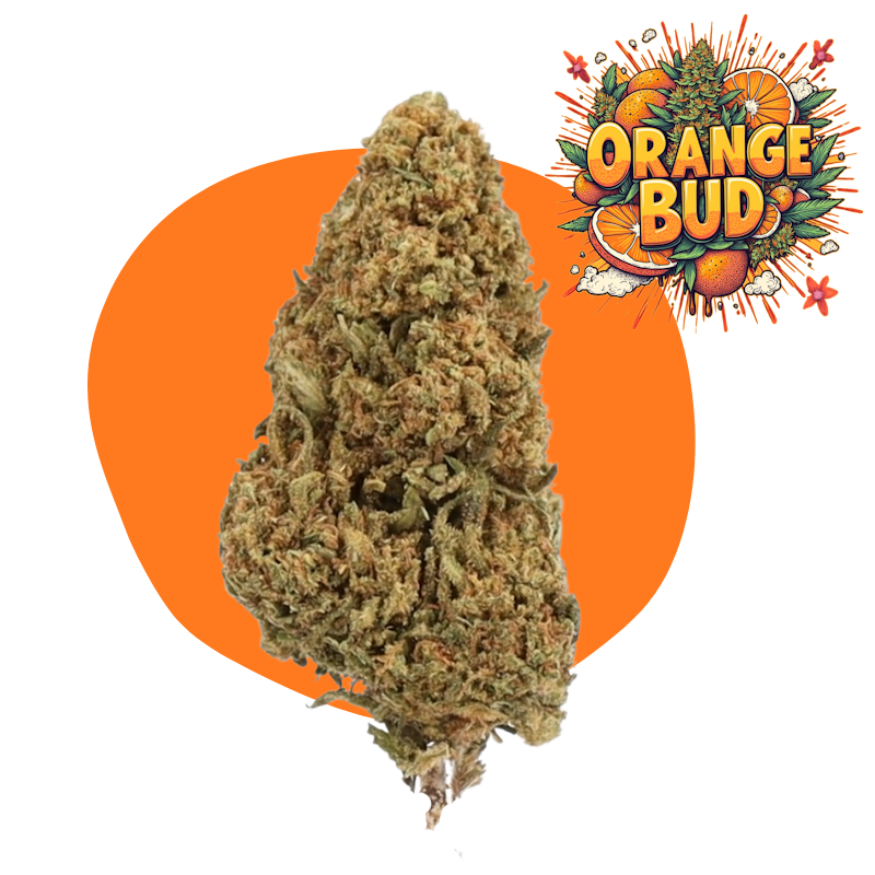 Orange Bud CBD
